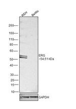 ERG Antibody