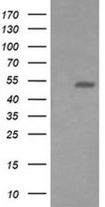 ERG Antibody in Western Blot (WB)