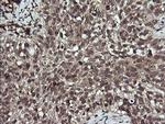 APC11 Antibody in Immunohistochemistry (Paraffin) (IHC (P))