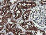 APC11 Antibody in Immunohistochemistry (Paraffin) (IHC (P))