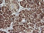 APC11 Antibody in Immunohistochemistry (Paraffin) (IHC (P))