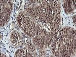 APC11 Antibody in Immunohistochemistry (Paraffin) (IHC (P))