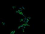 APC11 Antibody in Immunocytochemistry (ICC/IF)