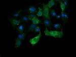 APC11 Antibody in Immunocytochemistry (ICC/IF)