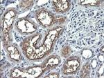 APC11 Antibody in Immunohistochemistry (Paraffin) (IHC (P))