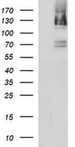 PMS2 Antibody in Western Blot (WB)