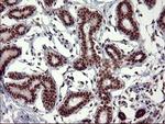 RAPGEF1 Antibody in Immunohistochemistry (Paraffin) (IHC (P))