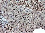 RAPGEF1 Antibody in Immunohistochemistry (Paraffin) (IHC (P))