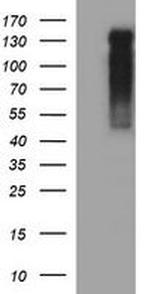 RAPGEF1 Antibody in Western Blot (WB)