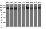 RAPGEF1 Antibody in Western Blot (WB)