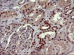 RAPGEF1 Antibody in Immunohistochemistry (Paraffin) (IHC (P))