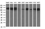 RAPGEF1 Antibody in Western Blot (WB)