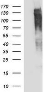 RAPGEF1 Antibody in Western Blot (WB)