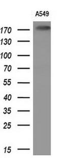 PLB1 Antibody in Western Blot (WB)