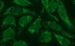 POLR3GL Antibody in Immunocytochemistry (ICC/IF)