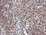 POLR3GL Antibody in Immunohistochemistry (Paraffin) (IHC (P))