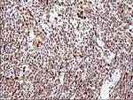 POLR3GL Antibody in Immunohistochemistry (Paraffin) (IHC (P))