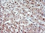 POLR3GL Antibody in Immunohistochemistry (Paraffin) (IHC (P))