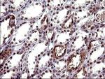 UPRT Antibody in Immunohistochemistry (Paraffin) (IHC (P))