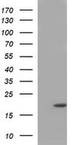 HRASLS3 Antibody in Western Blot (WB)