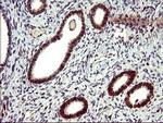 IL10RA Antibody in Immunohistochemistry (Paraffin) (IHC (P))