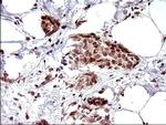 Necdin Antibody in Immunohistochemistry (Paraffin) (IHC (P))