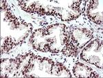 Necdin Antibody in Immunohistochemistry (Paraffin) (IHC (P))