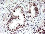 Necdin Antibody in Immunohistochemistry (Paraffin) (IHC (P))