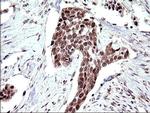 Necdin Antibody in Immunohistochemistry (Paraffin) (IHC (P))