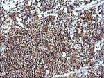 Necdin Antibody in Immunohistochemistry (Paraffin) (IHC (P))