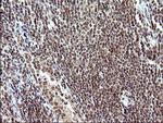 Necdin Antibody in Immunohistochemistry (Paraffin) (IHC (P))