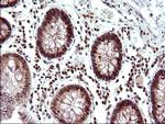 Necdin Antibody in Immunohistochemistry (Paraffin) (IHC (P))