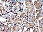 Necdin Antibody in Immunohistochemistry (Paraffin) (IHC (P))