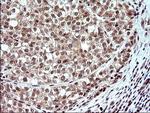 Necdin Antibody in Immunohistochemistry (Paraffin) (IHC (P))