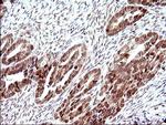 Necdin Antibody in Immunohistochemistry (Paraffin) (IHC (P))