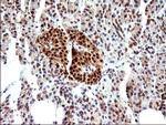 Necdin Antibody in Immunohistochemistry (Paraffin) (IHC (P))