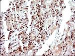 Necdin Antibody in Immunohistochemistry (Paraffin) (IHC (P))