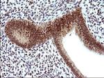 Necdin Antibody in Immunohistochemistry (Paraffin) (IHC (P))