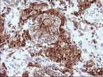 SCAMP2 Antibody in Immunohistochemistry (Paraffin) (IHC (P))