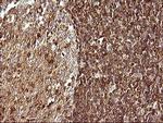 SCAMP2 Antibody in Immunohistochemistry (Paraffin) (IHC (P))