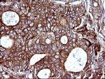 SCAMP2 Antibody in Immunohistochemistry (Paraffin) (IHC (P))