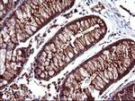 SCAMP2 Antibody in Immunohistochemistry (Paraffin) (IHC (P))