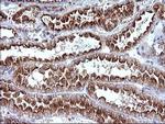 SCAMP2 Antibody in Immunohistochemistry (Paraffin) (IHC (P))