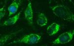 CEP68 Antibody in Immunocytochemistry (ICC/IF)