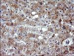 CEP68 Antibody in Immunohistochemistry (Paraffin) (IHC (P))