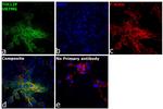 TOLLIP Antibody in Immunocytochemistry (ICC/IF)