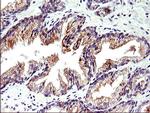 TOLLIP Antibody in Immunohistochemistry (Paraffin) (IHC (P))