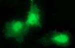 CHAC1 Antibody in Immunocytochemistry (ICC/IF)