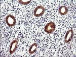 CHAC1 Antibody in Immunohistochemistry (Paraffin) (IHC (P))