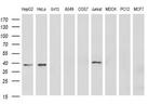 MCAT Antibody in Western Blot (WB)